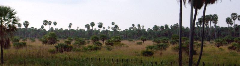 Het  typische landschap van de Chaco